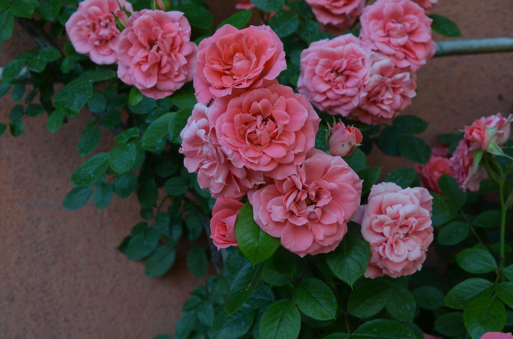 Agriturismo Al Podere Di Rosa Λούκα Εξωτερικό φωτογραφία
