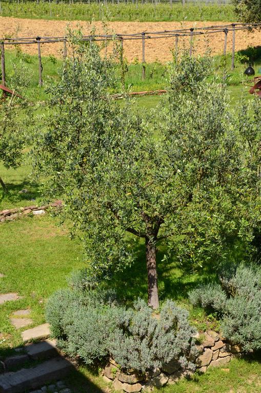 Agriturismo Al Podere Di Rosa Λούκα Εξωτερικό φωτογραφία